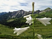 18 Giglio di monte (Paradisea liliastrum) con da sfondo Pegherolo e Monte Cavallo 